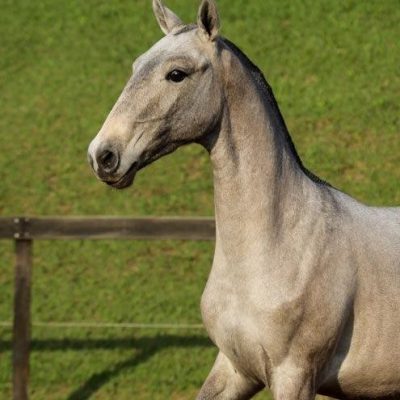 06b - Íon Interagro