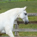 Acintosa Interagro/Martina Brandes