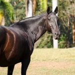 Abdera Interagro/Interagro Lusitanos