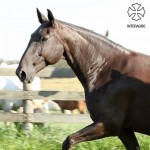 Abdera Interagro/Interagro Lusitanos