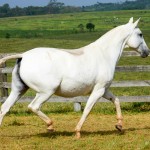 Acintosa Interagro/Martina Brandes