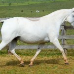 Acintosa Interagro/Martina Brandes