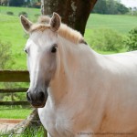 Caeira Interagro/Interagro Lusitanos