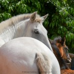 Caeira Interagro/Interagro Lusitanos