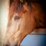 Cagliostro Interagro/Interagro Lusitanos 09/2018