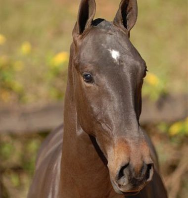 Lot 03b - Cangaceiro Interagro