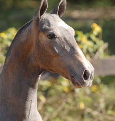 Lot 01a - Capanga Interagro
