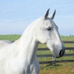 Capitu Interagro/Martina Brandes