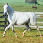 Capitu Interagro/Martina Brandes