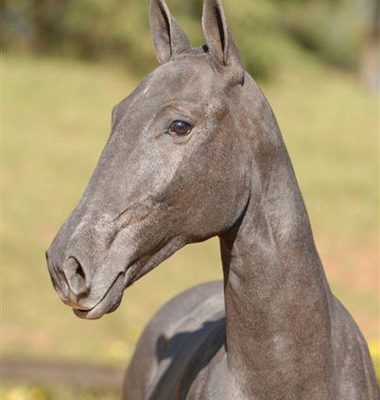 Lot 03a - Carteiro Interagro