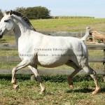Cartomante Interagro/Interagro Lusitanos