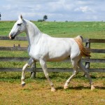 Cartomante Interagro/Martina Brandes