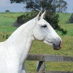 Cartomante Interagro/Martina Brandes