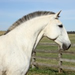 Cartomante Interagro/Interagro Lusitanos