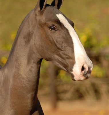 Lot 05a - Celbidas Interagro