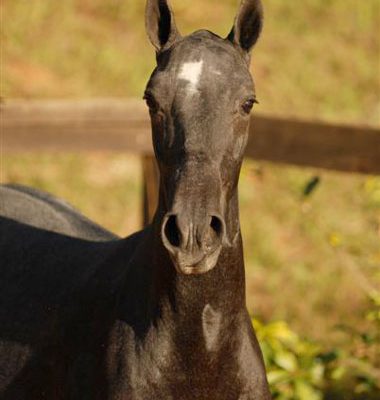Lot 07a - Cantiga Interagro