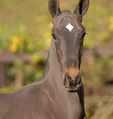 Lot 04b - Cid Interagro