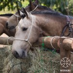 Comanche Interagro/ Interagro Lusitanos