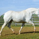 Condessa Interagro/Martina Brandes