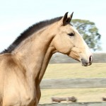 Cora Interagro/Interagro Lusitanos