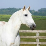 Cybele Interagro/Martina Brandes