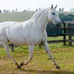 Cybele Interagro/Martina Brandes