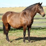 Cyclope II Interagro/Interagro Lusitanos