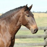 Cyclope II Interagro/Interagro Lusitanos