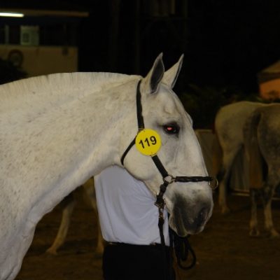 Dalia IV (SQC)/Interagro Lusitanos