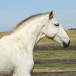 Daysy Interagro/Interagro Lusitanos