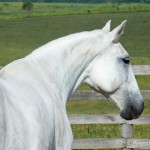 Daysy Interagro/Martina Brandes