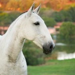 Demoiselle Interagro/Interagro Lusitanos
