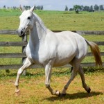 Deputada Interagro/Martina Brandes