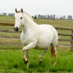 Deputada Interagro/Interagro Lusitanos