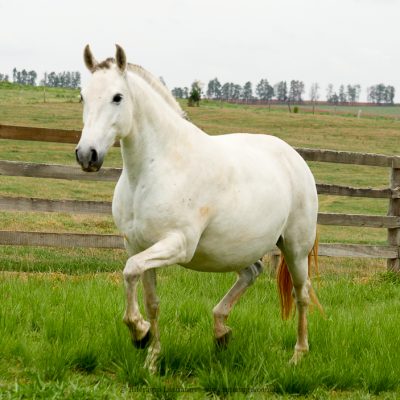 Deputada Interagro/Interagro Lusitanos