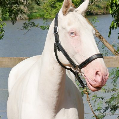 Diva II Interagro/Interagro Lusitanos