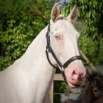 Diva II Interagro/Interagro Lusitanos