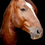 Divisadero Interagro, chestnut Lusitano stallion