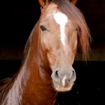 Divisadero Interagro, chestnut Lusitano stallion
