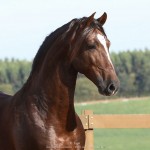 Divisadero Interagro, chestnut Lusitano stallion
