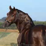 Divisadero Interagro, chestnut Lusitano stallion