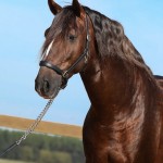 Divisadero Interagro, chestnut Lusitano stallion