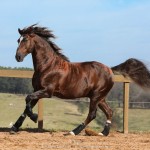 Divisadero Interagro, chestnut Lusitano stallion