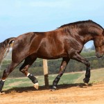 Divisadero Interagro, chestnut Lusitano stallion