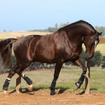 Divisadero Interagro, chestnut Lusitano stallion