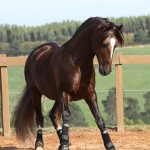 Divisadero Interagro, chestnut Lusitano stallion