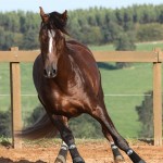 Divisadero Interagro, chestnut Lusitano stallion