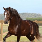 Divisadero Interagro, chestnut Lusitano stallion
