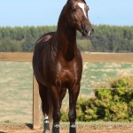 Divisadero Interagro, chestnut Lusitano stallion