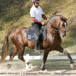 Divisadero Interagro, chestnut Lusitano stallion
